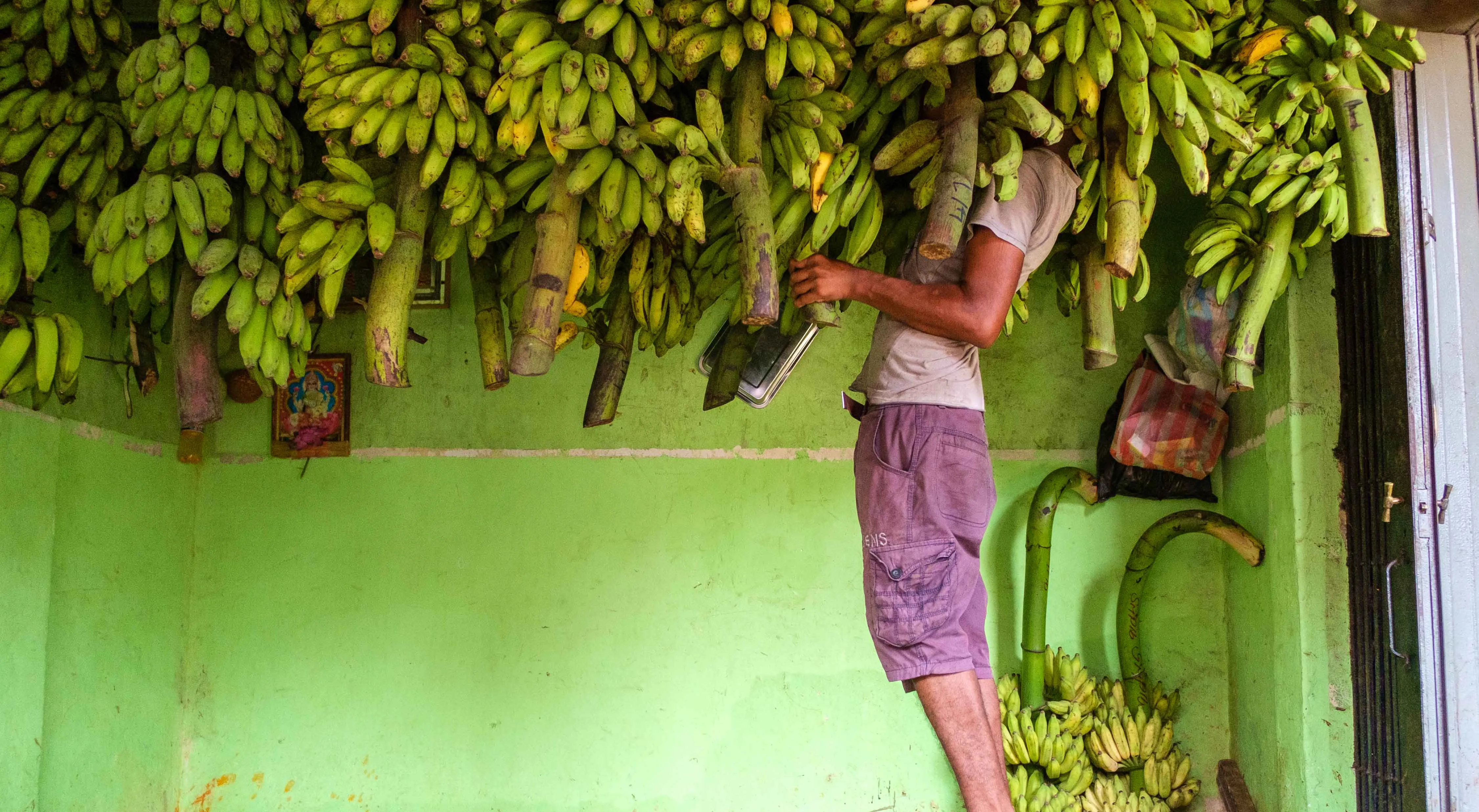 Local banana shop in Colombo, Sri Lanka